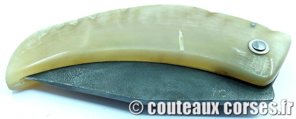 curnicciolu-corne-bélier-ska-KDOPR951-