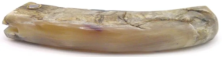 manche-corne-belier-curnichjolu-padovani.webp